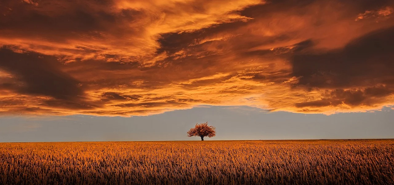 Photo of Lone Tree in a Sunset Field - Laurel Health advises how to find calm during COVID19, calm tree in storm