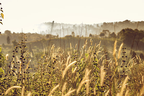 Outdoor allergens - field of plants,trees, and weeds | Pexels-dapur-melodi